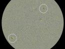 Two sunspots believed to belong to Solar Cycle 25 appeared on December 24.